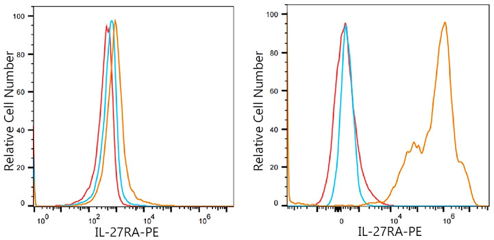 Flow cytometry: 1X10^6 293T cells (negative control,left) and 293T (Transfection,right) cells were surface-stained with IL-27RA/WSX-1 Rabbit mAb or PE Rabbit IgG isotype control (5 μl/Test,blue line), followed by PE Donkey anti-rabbit Antibody staining. Non-fluorescently stained cells were used as blank control (red line).