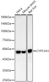 Western blot analysis of various lysates, using CYP51A1 Rabbit mAb at 1:2000 dilution.|Secondary antibody: HRP-conjugated Goat anti-Rabbit IgG (H+L) at 1:10000 dilution.|Lysates/proteins: 25μg per lane.|Blocking buffer: 3% nonfat dry milk in TBST.|Detection: ECL Basic Kit.|Exposure time: 30s.