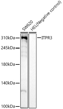 Western blot analysis of various lysates, using ITPR3 Rabbit mAb at 1:5000 dilution.|Secondary antibody: HRP-conjugated Goat anti-Rabbit IgG (H+L) at 1:10000 dilution.|Lysates/proteins: 25μg per lane.|Blocking buffer: 3% nonfat dry milk in TBST.|Detection: ECL Basic Kit.|Exposure time: 60s.