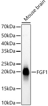 Western blot analysis of lysates from Mouse brain, using FGF1 Rabbit mAb at 1:1000 dilution.|Secondary antibody: HRP-conjugated Goat anti-Rabbit IgG (H+L) at 1:10000 dilution.|Lysates/proteins: 25μg per lane.|Blocking buffer: 3% nonfat dry milk in TBST.|Detection: ECL Basic Kit.|Exposure time: 3s.