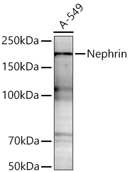 Western blot analysis of lysates from A-549 cells using Nephrin Rabbit mAb at 1:1000 dilution incubated overnight at 4℃.|Secondary antibody: HRP-conjugated Goat anti-Rabbit IgG (H+L) at 1:10000 dilution.|Lysates/proteins: 25 μg per lane.|Blocking buffer: 3% nonfat dry milk in TBST.|Detection: ECL Enhanced Kit.|Exposure time: 90s.