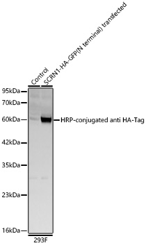 Western blot analysis of lysates from wild type (WT) and 293F cells transfected with SCRN1-HA-GFP(N terminal) using HRP-conjugated Rabbit anti HA-Tag mAb at 1:10000 dilution. |Lysates/proteins: 30 μg per lane.|Blocking buffer: 3% nonfat dry milk in TBST.|Detection: ECL Basic Kit.|Exposure time: 5s.