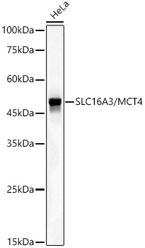Western blot analysis of lysates from HeLa cells, using SLC16A3/MCT4 Rabbit mAb at 1:1000 dilution.|Secondary antibody: HRP-conjugated Goat anti-Rabbit IgG (H+L) at 1:10000 dilution.|Lysates/proteins: 25μg per lane.|Blocking buffer: 3% nonfat dry milk in TBST.|Detection: ECL Basic Kit.|Exposure time: 30s.