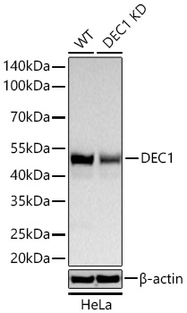 Western blot analysis of lysates from wild type (WT) and DEC1 knockdown (KD) HeLa cells using [KD Validated] DEC1 Rabbit mAb at 1:1000 dilution incubated overnight at 4℃.|Secondary antibody: HRP-conjugated Goat anti-Rabbit IgG (H+L) at 1:10000 dilution.|Lysates/proteins: 25 μg per lane.|Blocking buffer: 3% nonfat dry milk in TBST.|Detection: ECL Basic Kit.|Exposure time: 60 s.
