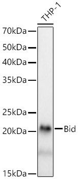 Western blot analysis of lysates from THP-1 cells, using [KD Validated] Bid Rabbit mAb at 1:1000 dilution.|Secondary antibody: HRP-conjugated Goat anti-Rabbit IgG (H+L) at 1:10000 dilution.|Lysates/proteins: 25μg per lane.|Blocking buffer: 3% nonfat dry milk in TBST.|Detection: ECL Basic Kit.|Exposure time: 30s.