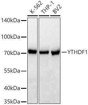 Western blot analysis of various lysates using YTHDF1 Rabbit mAb at 1:1000 dilution incubated overnight at 4℃.|Secondary antibody: HRP-conjugated Goat anti-Rabbit IgG (H+L) at 1:10000 dilution.|Lysates/proteins: 25 μg per lane.|Blocking buffer: 3% nonfat dry milk in TBST.|Detection: ECL Basic Kit.|Exposure time: 10s.
