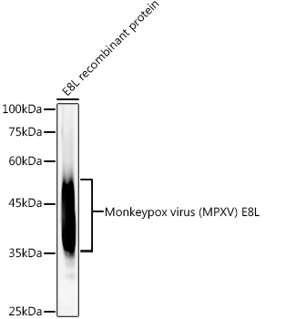 Western blot analysis of recombinant Monkeypox virus (MPXV) E8L protein, using Monkeypox virus (MPXV) E8L Rabbit mAb at 1:5000 dilution.Secondary antibody: HRP-conjugated Goat anti-Rabbit IgG (H+L) at 1:10000 dilution.Lysates/proteins: 10ng per lane.Blocking buffer: 3% nonfat dry milk in TBST.Detection: ECL Basic Kit.Exposure time: 30s.