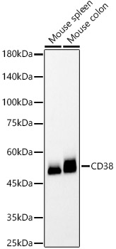 Western blot analysis of various lysates, using CD38 Rabbit mAb at 1:1000 dilution.|Secondary antibody: HRP-conjugated Goat anti-Rabbit IgG (H+L) at 1:10000 dilution.|Lysates/proteins: 25μg per lane.|Blocking buffer: 3% nonfat dry milk in TBST.|Detection: ECL Basic Kit.|Exposure time: 180s.