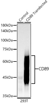 Western blot analysis of lysates from wild type (WT) and 293T cells transfected with CD89 using CD89 Rabbit mAb at 1:1500 dilution.Secondary antibody: HRP-conjugated Goat anti-Rabbit IgG (H+L) at 1:10000 dilution.Lysates/proteins: 25μg per lane.Blocking buffer: 3% nonfat dry milk in TBST.Detection: ECL Basic Kit.Exposure time: 60s.