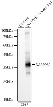 Western blot analysis of lysates from wild type (WT) and 293F cells transfected with DARPP32, using DARPP32 Rabbit mAb at 1:2000 dilution.|Secondary antibody: HRP-conjugated Goat anti-Rabbit IgG (H+L) at 1:10000 dilution.|Lysates/proteins: 25μg per lane.|Blocking buffer: 3% nonfat dry milk in TBST.|Detection: ECL Basic Kit.|Exposure time: 0.5s.