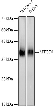 Western blot analysis of various lysates, using MTCO1 Rabbit mAb at 1:1000 dilution.|Secondary antibody: HRP-conjugated Goat anti-Rabbit IgG (H+L) at 1:10000 dilution.|Lysates/proteins: 25μg per lane.|Blocking buffer: 3% nonfat dry milk in TBST.|Detection: ECL Basic Kit.|Exposure time: 60s.