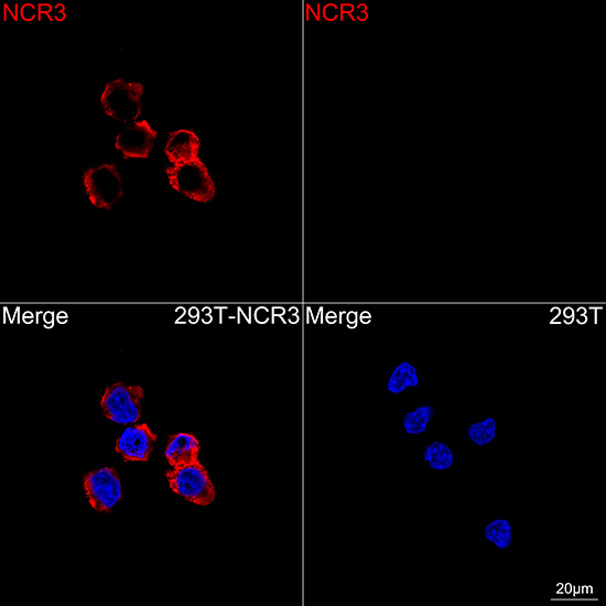 Confocal imaging of 293T cells transfected with NCR3 using NCR3 Rabbit mAb followed by a further incubation with Cy3 Goat Anti-Rabbit IgG (H+L) (Red). DAPI was used for nuclear staining (Blue). Objective: 100x.