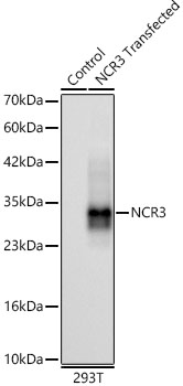 Western blot analysis of lysates from wild type (WT) and 293T cells transfected with using NCR3 Rabbit mAb at 1:1000 dilution.|Secondary antibody: HRP-conjugated Goat anti-Rabbit IgG (H+L) at 1:10000 dilution.|Lysates/proteins: 25μg per lane.|Blocking buffer: 3% nonfat dry milk in TBST.|Detection: ECL Basic Kit.|Exposure time: 60s.