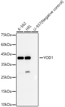 Western blot analysis of various lysates, using YOD1 Rabbit mAb at  1:2000 dilution.|Secondary antibody: HRP-conjugated Goat anti-Rabbit IgG (H+L) at 1:10000 dilution.|Lysates/proteins: 25μg per lane.|Blocking buffer: 3% nonfat dry milk in TBST.|Detection: ECL Basic Kit.|Exposure time: 30s.