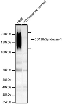 Western blot analysis of various lysates, using CD138/Syndecan-1 Rabbit mAb at 1:1000 dilution.|Secondary antibody: HRP-conjugated Goat anti-Rabbit IgG (H+L) at 1:10000 dilution.|Lysates/proteins: 25μg per lane.|Blocking buffer: 3% nonfat dry milk in TBST.|Detection: ECL Basic Kit.|Exposure time: 180s.