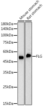 Western blot analysis of various lysates, using FLG Rabbit mAb at 1:2000 dilution.|Secondary antibody: HRP-conjugated Goat anti-Rabbit IgG (H+L) at 1:10000 dilution.|Lysates/proteins: 25μg per lane.|Blocking buffer: 3% nonfat dry milk in TBST.|Detection: ECL Basic Kit.|Exposure time: 1s.