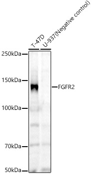 Western blot analysis of various lysates, using FGFR2 Rabbit mAb at 1:1000 dilution.|Secondary antibody: HRP-conjugated Goat anti-Rabbit IgG (H+L) at 1:10000 dilution.|Lysates/proteins: 25μg per lane.|Blocking buffer: 3% nonfat dry milk in TBST.|Detection: ECL Enhanced Kit.|Exposure time: 60s.