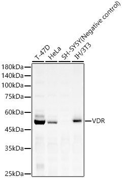 Western blot analysis of various lysates, using VDR Rabbit mAb at 1:1000 dilution.|Secondary antibody: HRP-conjugated Goat anti-Rabbit IgG (H+L) at 1:10000 dilution.|Lysates/proteins: 25μg per lane.|Blocking buffer: 3% nonfat dry milk in TBST.|Detection: ECL Basic Kit.|Exposure time: 180s.
