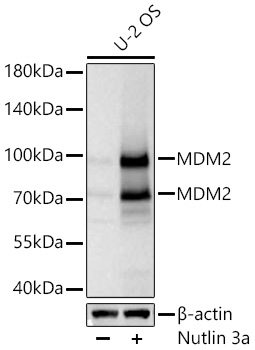 Western blot analysis of lysates from U-2 OS cells using MDM2 Rabbit mAb at 1:5000 dilution incubated at room temperature for 1.5 hours. U-2 OS cells were treated with Nutlin 3a (10 μM) at 37℃ for 24 hrs|Secondary antibody: HRP-conjugated Goat anti-Rabbit IgG (H+L) at 1:10000 dilution.|Lysates/proteins: 25 μg per lane.| Blocking buffer: 3% nonfat dry milk in TBST.| Detection: ECL Basic Kit.| Exposure time: 45s.