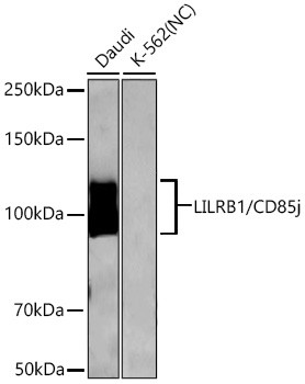 Western blot analysis of various lysates using LILRB1/CD85j Rabbit mAb at 1:2000 dilution incubated overnight at 4℃.|Secondary antibody: HRP-conjugated Goat anti-Rabbit IgG (H+L) at 1:10000 dilution.|Lysates/proteins: 25 μg per lane.|Blocking buffer: 3% nonfat dry milk in TBST.|Detection: ECL Enhanced Kit.|Negative control (NC): K-562|Exposure time: 60s.