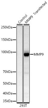 Western blot analysis of lysates from wild type (WT) and 293T cells transfected with MMP9 using MMP9 Rabbit mAb at 1:1000 dilution.|Secondary antibody: HRP-conjugated Goat anti-Rabbit IgG (H+L) at 1:10000 dilution.|Lysates/proteins: 25μg per lane.|Blocking buffer: 3% nonfat dry milk in TBST.|Detection: ECL Basic Kit.|Exposure time: 30s.