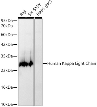 Western blot analysis of various lysates, using Human Kappa Light Chain Rabbit mAb at 1:1000 dilution.|Secondary antibody: HRP-conjugated Goat anti-Rabbit IgG (H+L) at 1:10000 dilution.|Lysates/proteins: 25μg per lane.|Blocking buffer: 3% nonfat dry milk in TBST.|Detection: ECL Basic Kit.|Negative control (NC): HAP1|Exposure time: 60s.