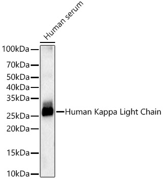 Western blot analysis of lysates from Human serum, using Human Kappa Light Chain Rabbit mAb at 1:900 dilution.|Secondary antibody: HRP-conjugated Goat anti-Rabbit IgG (H+L) at 1:10000 dilution.|Lysates/proteins: 25μg per lane.|Blocking buffer: 3% nonfat dry milk in TBST.|Detection: ECL Basic Kit.|Exposure time: 0.5s.