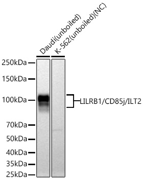 Western blot analysis of various lysates using LILRB1/CD85j/ILT2 Rabbit mAb at 1:1000 dilution incubated overnight at 4℃.|Secondary antibody: HRP-conjugated Goat anti-Rabbit IgG (H+L) at 1:10000 dilution.|Lysates/proteins:  μg per lane.|Blocking buffer: 3% nonfat dry milk in TBST.|Detection: ECL Basic Kit.|Negative control (NC): K-562|Exposure time: 60s.