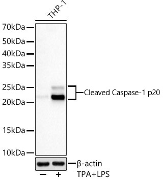 Western blot analysis of lysates from THP-1 cells using Cleaved Caspase-1 p20 Rabbit mAb at 1:2000 dilution. THP-1 cells were treated with PMA/TPA (80 nM) at 37℃ for overnight and LPS (1 μg/ml) at 37℃ for 6 hours.|Secondary antibody: HRP-conjugated Goat anti-Rabbit IgG (H+L) at 1:10000 dilution.|Lysates/proteins: 25μg per lane.|Blocking buffer: 3% nonfat dry milk in TBST.|Detection: ECL Basic Kit.|Exposure time: 30s.