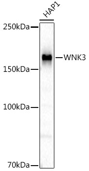 Western blot analysis extracts from HAP1 cells, using WNK3 Rabbit mAb  at 1:1000 dilution.|Secondary antibody: HRP Goat Anti-Rabbit IgG (H+L) at 1:10000 dilution.|Lysates/proteins: 25 μg  per lane.|Blocking buffer: 3% nonfat dry milk in TBST.|Detection: ECL Basic Kit.|Exposure time: 90 s.