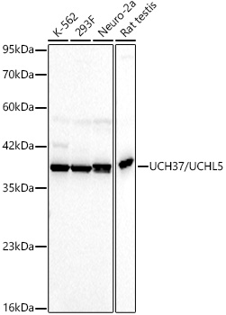 Western blot analysis of various lysates, using UCH37/UCHL5 Rabbit mAb at 1:1000 dilution.|Secondary antibody: HRP-conjugated Goat anti-Rabbit IgG (H+L) at 1:10000 dilution.|Lysates/proteins: 25μg per lane.|Blocking buffer: 3% nonfat dry milk in TBST.|Detection: ECL Basic Kit.|Exposure time: 20s.