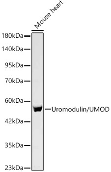 Western blot analysis of lysates from Mouse heart, using Uromodulin/UMOD Rabbit mAb at 1:1000 dilution.|Secondary antibody: HRP-conjugated Goat anti-Rabbit IgG (H+L) at 1:10000 dilution.|Lysates/proteins: 25μg per lane.|Blocking buffer: 3% nonfat dry milk in TBST.|Detection: ECL Basic Kit.|Exposure time: 30s.