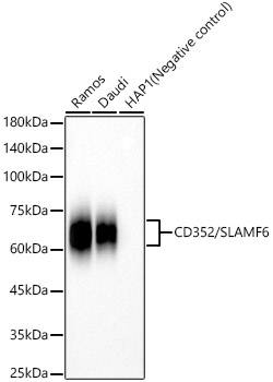 Western blot analysis of various lysates, using CD352/SLAMF6 Rabbit mAb at 1:1000 dilution incubated overnight at 4℃.|Secondary antibody: HRP-conjugated Goat anti-Rabbit IgG (H+L) at 1:10000 dilution.|Lysates/proteins: 25 μg per lane.|Blocking buffer: 3% nonfat dry milk in TBST.|Detection: ECL Basic Kit.|Negative control (NC): HAP1.|Exposure time: 30 s.