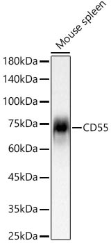 Western blot analysis of lysates from Mouse spleen, using CD55 Rabbit mAb at  1:1000 dilution.|Secondary antibody: HRP-conjugated Goat anti-Rabbit IgG (H+L) at 1:10000 dilution.|Lysates/proteins: 25μg per lane.|Blocking buffer: 3% nonfat dry milk in TBST.|Detection: ECL Basic Kit.|Exposure time: 60s.