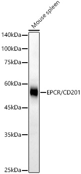 Western blot analysis of lysates from Mouse spleen, using EPCR/CD201 Rabbit mAb at 1:1000 dilution.|Secondary antibody: HRP-conjugated Goat anti-Rabbit IgG (H+L) at 1:10000 dilution.|Lysates/proteins: 25μg per lane.|Blocking buffer: 3% nonfat dry milk in TBST.|Detection: ECL Basic Kit.|Exposure time: 180s.