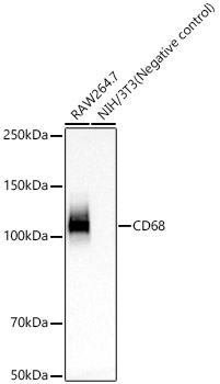 Western blot analysis of various lysates, using CD68 Rabbit mAb at 1:1000 dilution.|Secondary antibody: HRP-conjugated Goat anti-Rabbit IgG (H+L) at 1:10000 dilution.|Lysates/proteins: 25μg per lane.|Blocking buffer: 3% nonfat dry milk in TBST.|Detection: ECL Basic Kit.|Exposure time: 60s.