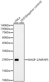Western blot analysis of various lysates, using MAGP-2/MFAP5 Rabbit mAb at 1:1000 dilution.|Secondary antibody: HRP-conjugated Goat anti-Rabbit IgG (H+L) at 1:10000 dilution.|Lysates/proteins: 25μg per lane.|Blocking buffer: 3% nonfat dry milk in TBST.|Detection: ECL Basic Kit.|Exposure time: 30s.