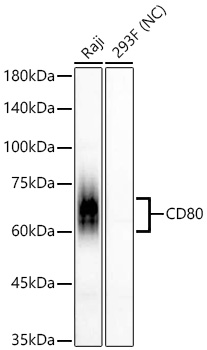 Western blot analysis of various lysates using CD80 Rabbit mAb at 1:1000 dilution.|Secondary antibody: HRP-conjugated Goat anti-Rabbit IgG (H+L) at 1:10000 dilution.|Lysates/proteins: 25 μg per lane.|Blocking buffer: 3% nonfat dry milk in TBST.|Detection: ECL Basic Kit.|Negative control (NC): 293F.|Exposure time: 90s.