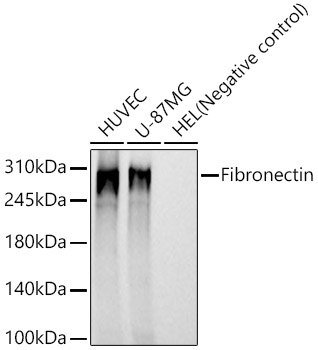Western blot analysis of various lysates, using Fibronectin Rabbit mAb at 1:1000 dilution.|Secondary antibody: HRP-conjugated Goat anti-Rabbit IgG (H+L) at 1:10000 dilution.|Lysates/proteins: 25μg per lane.|Blocking buffer: 3% nonfat dry milk in TBST.|Detection: ECL Basic Kit.|Exposure time: 20s.