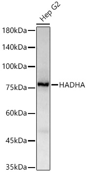Western blot analysis of lysates from Hep G2 cells, using HADHA Rabbit mAb at 1:2000 dilution.|Secondary antibody: HRP-conjugated Goat anti-Rabbit IgG (H+L) at 1:10000 dilution.|Lysates/proteins: 25μg per lane.|Blocking buffer: 3% nonfat dry milk in TBST.|Detection: ECL Basic Kit.|Exposure time: 1s.