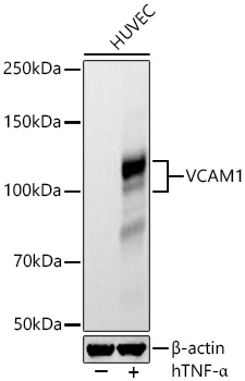 Western blot analysis of lysates from HUVEC cells using VCAM1 Rabbit mAb at 1:1000 dilution incubated overnight at 4℃. HUVEC cells treated with hTNF-a (10 ng/ml) at 37℃ for 16 hours.|Secondary antibody: HRP-conjugated Goat anti-Rabbit IgG (H+L) at 1:10000 dilution.|Lysates/proteins: 30 μg per lane.| Blocking buffer: 3% nonfat dry milk in TBST.| Detection: ECL Basic Kit.| Exposure time: 10 s.