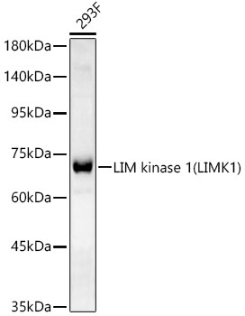 Western blot analysis of lysates from 293F cells, using LIM kinase 1(LIMK1) Rabbit mAb at 1:2000 dilution.|Secondary antibody: HRP-conjugated Goat anti-Rabbit IgG (H+L) at 1:10000 dilution.|Lysates/proteins: 25μg per lane.|Blocking buffer: 3% nonfat dry milk in TBST.|Detection: ECL Basic Kit.|Exposure time: 90s.