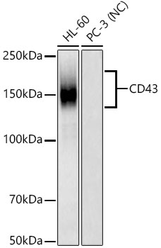 Western blot analysis of various lysates using CD43 Rabbit mAb at 1:1000 dilution.|Secondary antibody: HRP-conjugated Goat anti-Rabbit IgG (H+L) at 1:10000 dilution.|Lysates/proteins: 25μg per lane.|Blocking buffer: 3% nonfat dry milk in TBST.|Detection: ECL Basic Kit.|Negative control (NC): PC-3|Exposure time: 45s.