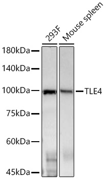 Western blot analysis of various lysates using TLE4 Rabbit mAb at 1:1000 dilution incubated overnight at 4℃.|Secondary antibody: HRP-conjugated Goat anti-Rabbit IgG (H+L) at 1:10000 dilution.|Lysates/proteins: 25 μg per lane.|Blocking buffer: 3% nonfat dry milk in TBST.|Detection: ECL Basic Kit.|Exposure time: 90s.