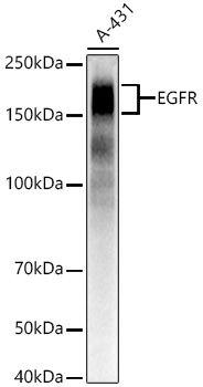 Western blot analysis of lysates from A-431 cells, using EGFR Rabbit mAb at 1:1000 dilution.|Secondary antibody: HRP-conjugated Goat anti-Rabbit IgG (H+L) at 1:10000 dilution.|Lysates/proteins: 25μg per lane.|Blocking buffer: 3% nonfat dry milk in TBST.|Detection: ECL Basic Kit.|Exposure time: 0.5s.