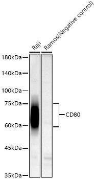 Western blot analysis of various lysates, using CD80 Rabbit mAb at 1:1000 dilution.|Secondary antibody: HRP-conjugated Goat anti-Rabbit IgG (H+L) at 1:10000 dilution.|Lysates/proteins: 25μg per lane.|Blocking buffer: 3% nonfat dry milk in TBST.|Detection: ECL Basic Kit.|Exposure time: 45s.