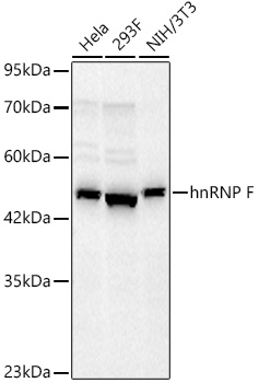 Western blot analysis of various lysates, using hnRNP F Rabbit mAb at 1:1000 dilution.|Secondary antibody: HRP-conjugated Goat anti-Rabbit IgG (H+L) at 1:10000 dilution.|Lysates/proteins: 25μg per lane.|Blocking buffer: 3% nonfat dry milk in TBST.|Detection: ECL Basic Kit.|Exposure time: 45s.