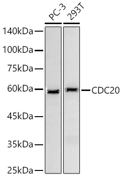 Western blot analysis of various lysates using CDC20 Rabbit mAb at 1:1000 dilution incubated overnight at 4℃.|Secondary antibody: HRP-conjugated Goat anti-Rabbit IgG (H+L) at 1:10000 dilution.|Lysates/proteins: 25 μg per lane.|Blocking buffer: 3% nonfat dry milk in TBST.|Detection: ECL Basic Kit.|Exposure time: 30s.