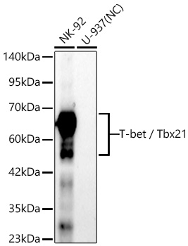 Western blot analysis of various lysates using T-bet / Tbx21 Rabbit mAb at 1:1000 dilution incubated overnight at 4℃.|Secondary antibody: HRP-conjugated Goat anti-Rabbit IgG (H+L) at 1:10000 dilution.|Lysates/proteins: 25 μg per lane.|Blocking buffer: 3% nonfat dry milk in TBST.|Detection: ECL Basic Kit.|Negative control (NC): U-937|Exposure time: 180s.
