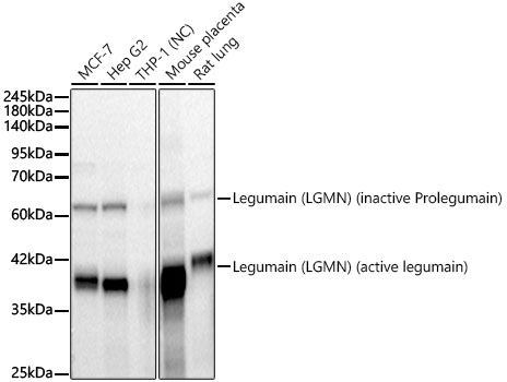 Western blot analysis of various lysates, using Legumain (LGMN) Rabbit mAb at 1:1000 dilution.|Secondary antibody: HRP-conjugated Goat anti-Rabbit IgG (H+L) at 1:10000 dilution.|Lysates/proteins: 25μg per lane.|Blocking buffer: 3% nonfat dry milk in TBST.|Detection: ECL Basic Kit.|Negative control (NC): THP-1.|Exposure time: 10s.